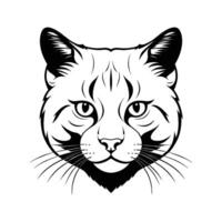 Scottish Cat Head Silhouette with Round Face on White Background vector
