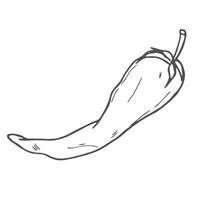 Sketch of Chilli pepper, simple line sketch vector