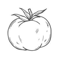 Hand drawn doodle tomato with leaf isolated on white background. illustration. vector