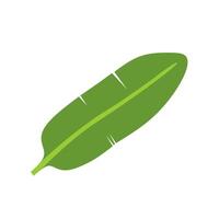Banana leaf isolated on white background vector