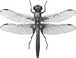 Grunge bitmap halftone stipple engraved effect dragonfly y2k punk collage design element vector
