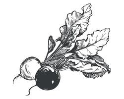 Beetroot composition. Linear sketch in engraving style. Root vegetables lie on the table. sketch in black ink. vector