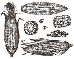 Corn set. Line sketch of whole corn cobs with leaves, pieces and kernels lying on the table. Old drawing in retro engraving style. Hand drawn realistic ink sketch. vector