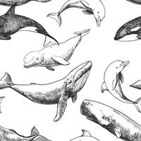 Seamless pattern with sea animals on a white background. Hand drawn sketch in engraving technique. Sperm whale, humpback whale, dolphin, beluga whale, killer whale. Monochrome ink drawing. vector