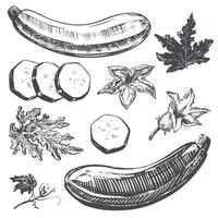 set with zucchini. Ripe vegetable, leaves, flowers, pieces in engraving technique. Squash sketch in ink on white background. Clipart for design of farm product. vector