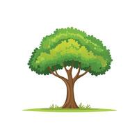 tree isolate on white background vector