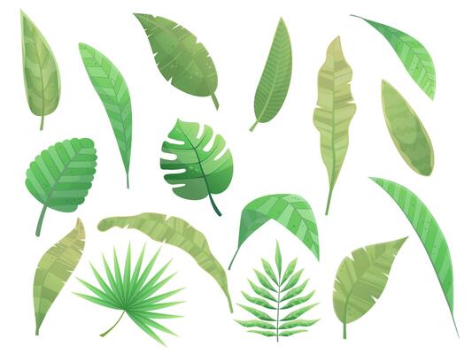 Tropical green leaves forming a beautiful pattern on white background