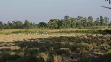 Landscape nature background, slow motion of birds in nature background video