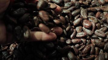 Roasted cocoa beans, closeup of cocoa, hands holding beans video