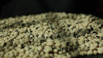 Closeup of a soy, soybean seed, slow motion of soybeans video