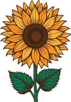 A sunflower with a yellow center and green leaves vector