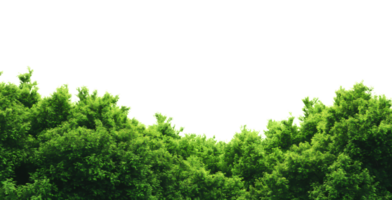 Green Trees and forest isolated on transparent background png