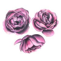 Peony-shaped roses top and side view, only buds, isolated objects. Watercolor illustration from a large set of WEDDING FLOWERS. For the design and decoration of greeting cards, invitations. vector