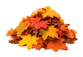 Pile of autumn dry leaves isolated on transparent background png