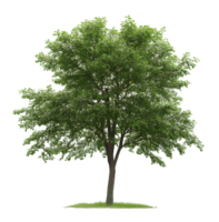 Camperdown Elm Tree isolated on transparent background png