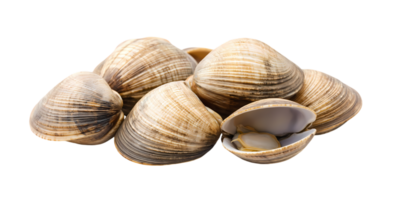 Fresh clams isolated on transparent background png