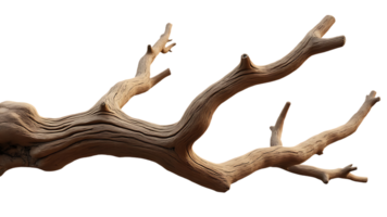 Isolated dry tree branch on a clear backdrop, ideal for use in botanical illustrations and graphics. png