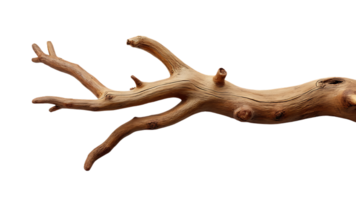 Isolated dry tree branch on a transparent background, great for enhancing rustic and natural visuals. png