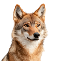Captivating Close up of a Beautiful Coyote png