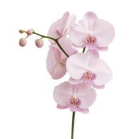 Elegant Pink Orchid Blossoms. png