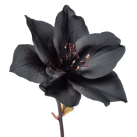Elegant Black Flower. png