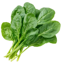 Fresh Spinach Bunch. png