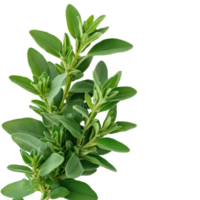 Fresh Green Thyme Herb Branch. png