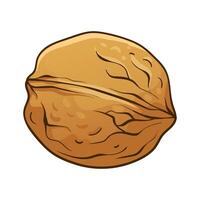 Walnut in shell. hand drawn colored illustration vector
