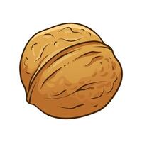 Ripe walnut. hand drawn colored illustration vector