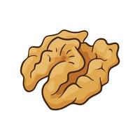 Walnut kernel. hand drawn colored illustration vector