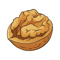 Walnut with kernel. hand drawn colored illustration vector