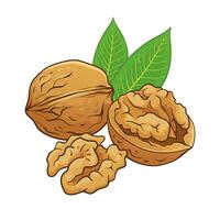 Walnut with kernel and leaves. hand drawn colored illustration vector