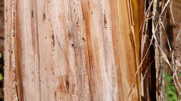 Texture of banana tree bark drying in the summer video