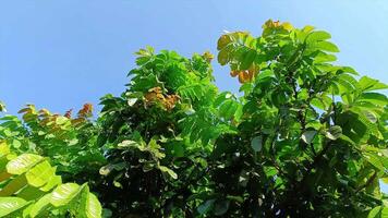 Looking up at tree branches with colorful leaves blowing in the wind against the blue sky. The bright green foliage is beautiful and refreshing to look at in the summer video