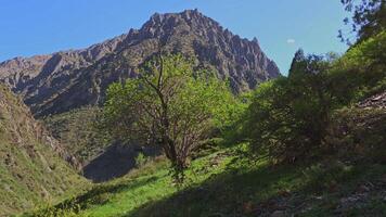 large mountain in font of green grass hill slope with tree at windy sunny summer day video