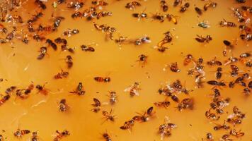 Bees and Flies Drowning in Fermentation Residue under direct sun light video
