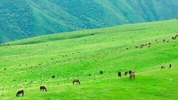 horses are grazing on top of green mountain hill at misty and rainy summer day video