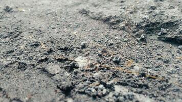 A close-up image shows a colony of black garden ants working together on sandy soil, displaying the organizational behavior of ants in their ecosystem. video