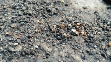 A close-up image shows a colony of black garden ants working together on sandy soil, displaying the organizational behavior of ants in their ecosystem. video