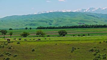 Group of cows are grazing on green grass along the road in front of mountain range on the horizon video