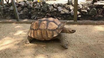 A big Sulcata tortoise is walking in a enclosure at the zoo. video