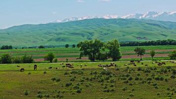 Group of cows are grazing on green grass along the road in front of mountain range on the horizon video