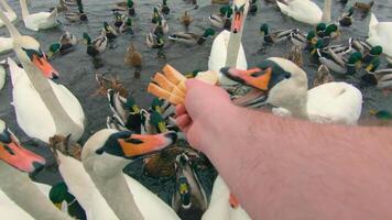 alimentando cisnes com pão dentro rio às principalmente nublado dia - primeiro pessoa visualizar, lento movimento. cisnes comer a partir de mão. uma muitos do cisnes e patos dentro uma lago. com fome pássaros dentro uma selvagem. pássaros brigando para Comida - pov video