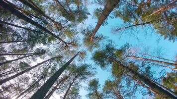 Low Angle View of Colorful Summer Pine Forest, Walking Through the Coniferous Trees - Moving Right. Bottom View of the Tops of Pines at Sunny Summer Day. The Sky Can Be Seen Through the Tops of Pines video
