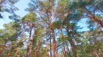 Low Angle View of Colorful Summer Pine Forest, Walking Through the Coniferous Trees. Bottom View of the Tops of Pines at Sunny Summer Day. The Sky Can Be Seen Through the Tops of Pines video