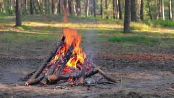 Bonfire Burns in the Pine Forest in the Summer at Daytime. Flaming Campfire, Place for Bonfire. Fire Pit Outdoors, Wood on Fire, Flying Sparks and Smoke. Travel and Tourism Concept - Slow Motion video