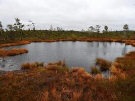 A small pond surrounded by tall grass photo
