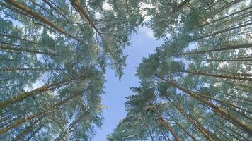 Low Angle View of a Winter Pine Forest, Walking Through the Coniferous Trees. Bottom View of the Tops of Pines in the Snow at Sunny Winter Day. The Sky Can Be Seen Through the Tops of the Pines video