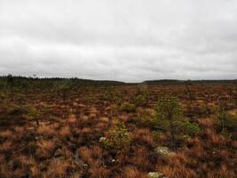 A field with brown grass and trees on a cloudy day photo