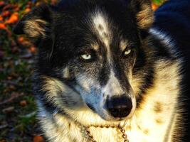 A dog with blue eyes standing in the grass photo